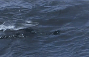 생선주의) 가까이서 찍은 날치.jpg | 인스티즈