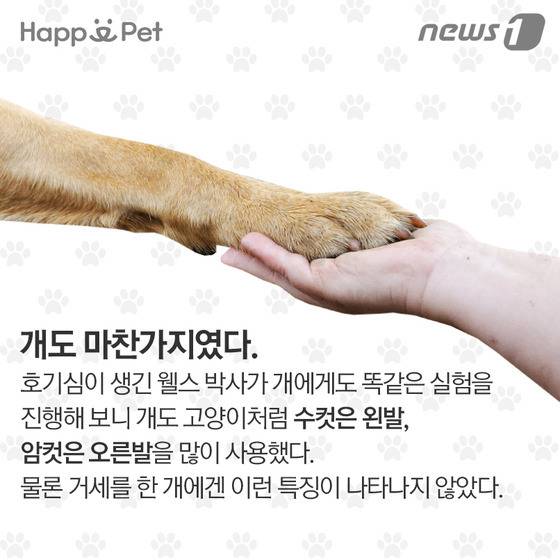 우리 개·고양이는 왼발잡이? 오른발잡이? | 인스티즈