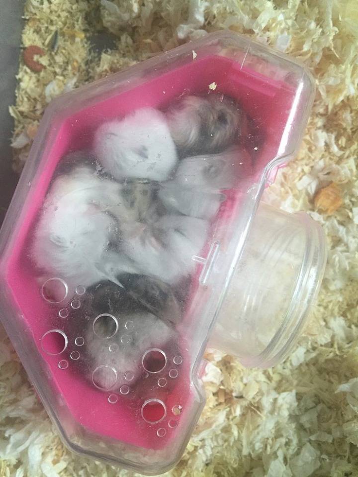 아기 햄스터들의 성장 과정 | 인스티즈