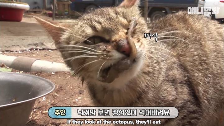 낙지먹방 고양이 위에 낙지 지키는 개 있다! 근데 문제는 졸음..? | 인스티즈