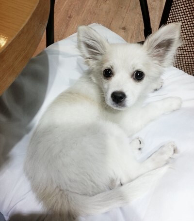 유기견 순님이의 평생 가족이 되실 분을 찾습니다 | 인스티즈