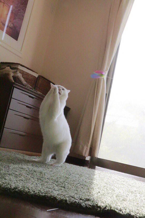 고양이 권법 | 인스티즈