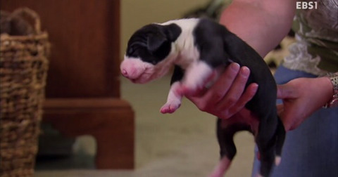 댕댕이와함께보는 댕댕 아깽 힐링영상 ＜야옹멍멍 귀여워-쑥쑥자라는 아기들＞ | 인스티즈