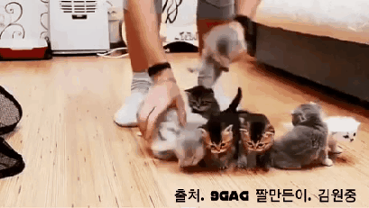 [동물칭구칭구] 아기 고양이들 일렬로 정렬하기 도전 | 인스티즈