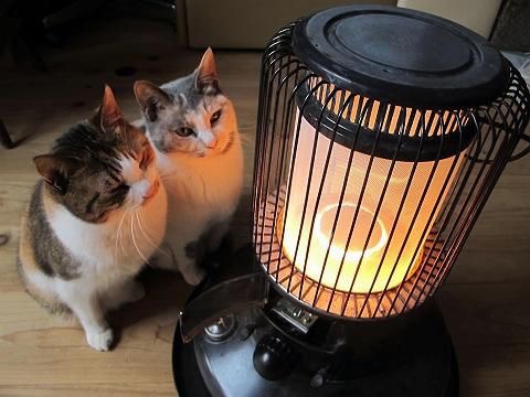 따뜻한 곳을 좋아하는 고양이 | 인스티즈