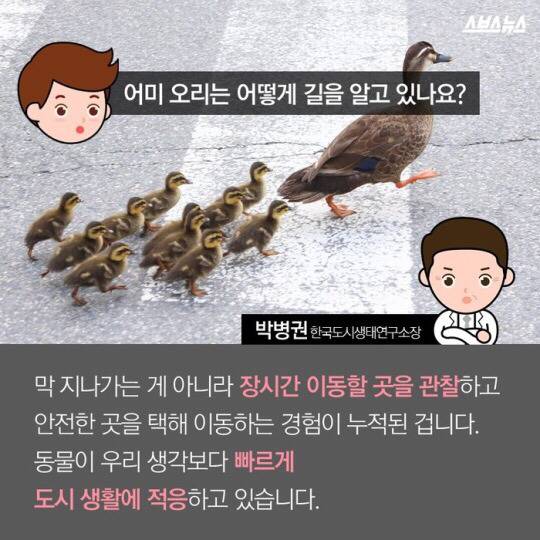 도로를 건너 긴 여정을 떠나는 아기오리와 엄마오리 가족 (심장 폭행) .jpg | 인스티즈