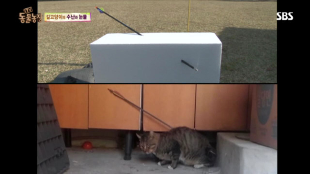 고양이에게 화살 쏜 남자 (이거보면 빡쳐서 잠 못잠) | 인스티즈