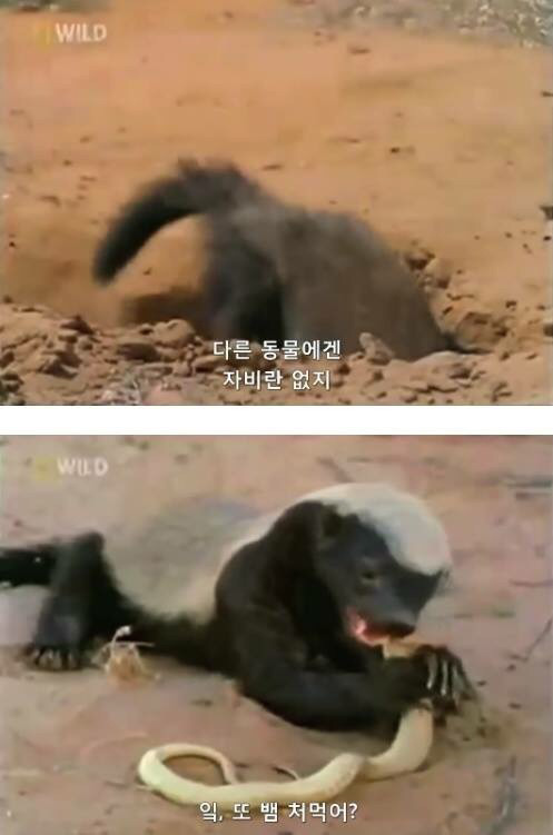 벌꿀오소리는 x도 신경 안쓴다구 | 인스티즈