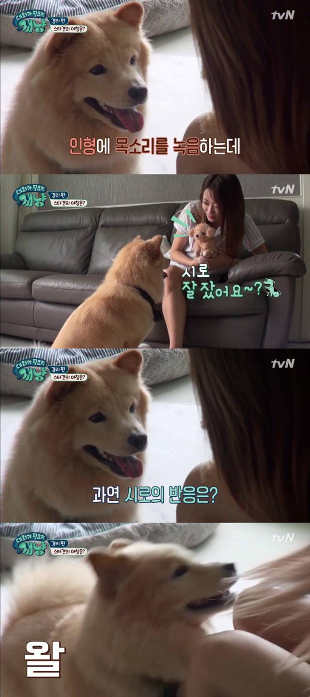 [대화가필요한개냥] 나인뮤지스 경리와 사랑스러운 반려견 시로.jpg | 인스티즈