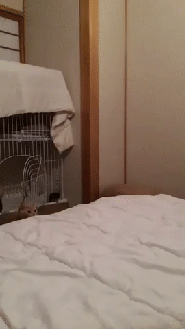 특이점이 온 고양이들 | 인스티즈