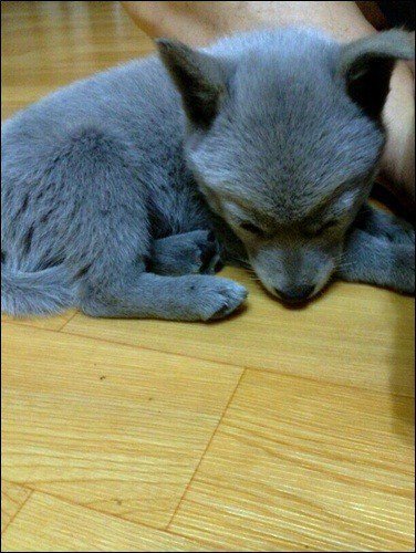 희귀한 러시안블루 강아지 | 인스티즈