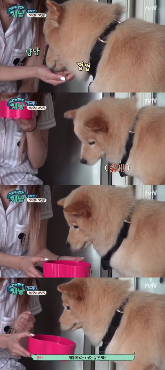 [대화가필요한개냥] 나인뮤지스 경리와 사랑스러운 반려견 시로.jpg | 인스티즈