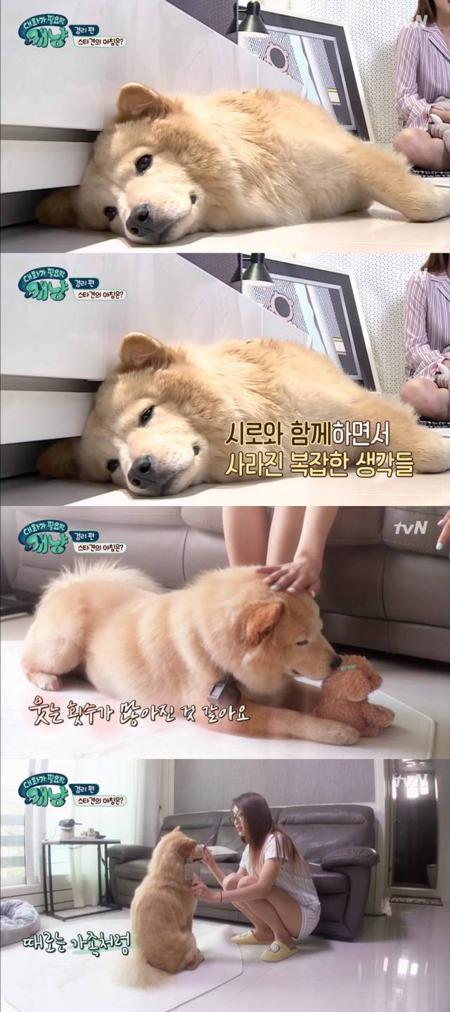 [대화가필요한개냥] 나인뮤지스 경리와 사랑스러운 반려견 시로.jpg | 인스티즈