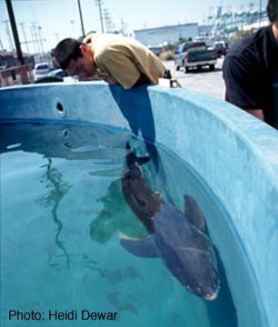 전세계 수족관에 백상아리가 없는 이유.jpgif | 인스티즈