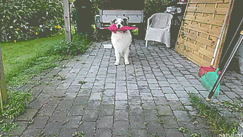 주인에게 우산 가져다주는게 신난 댕댕이.gif | 인스티즈