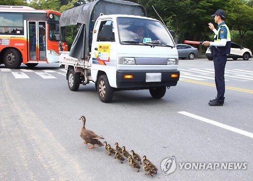 도로를 건너 긴 여정을 떠나는 아기오리와 엄마오리 가족 (심장 폭행) .jpg | 인스티즈