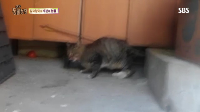 고양이에게 화살 쏜 남자 (이거보면 빡쳐서 잠 못잠) | 인스티즈