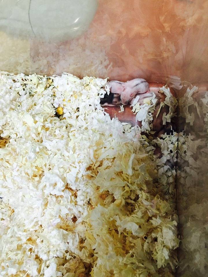 아기 햄스터들의 성장 과정 | 인스티즈