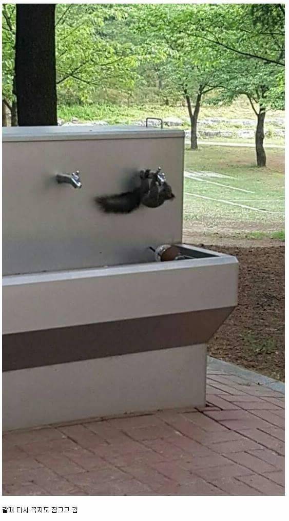 수돗가에서 스스로 물 틀어 마시는 청설모 | 인스티즈