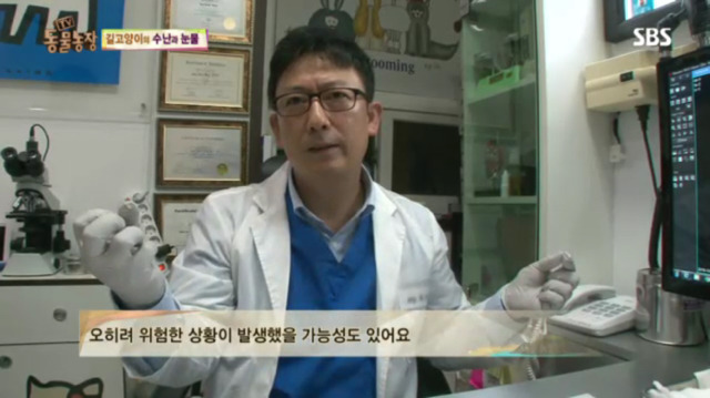 고양이에게 화살 쏜 남자 (이거보면 빡쳐서 잠 못잠) | 인스티즈