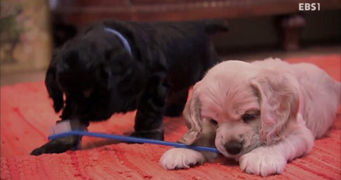 댕댕이와함께보는 댕댕 아깽 힐링영상 ＜야옹멍멍 귀여워-쑥쑥자라는 아기들＞ | 인스티즈