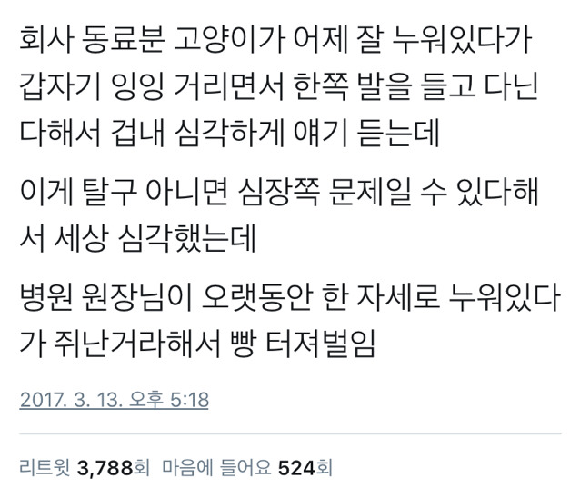 고양이가 갑자기 한쪽 다리를 들고 다녀서 병원 갔는데.twt | 인스티즈