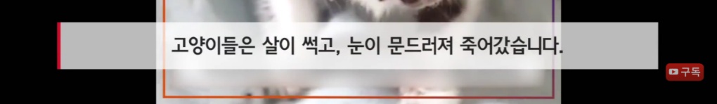 마산 애니멀 호더에게서 구조한 50여마리의 고양이들에게 손길을 내밀어주세요! 곧 쉼터가 폐쇄되어 아이들이 갈 곳이 없습니다 | 인스티즈