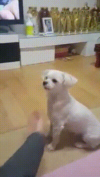 개를 안키우는 이유 | 인스티즈