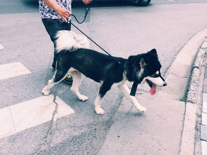 미국인들의 개 산책 문화 | 인스티즈