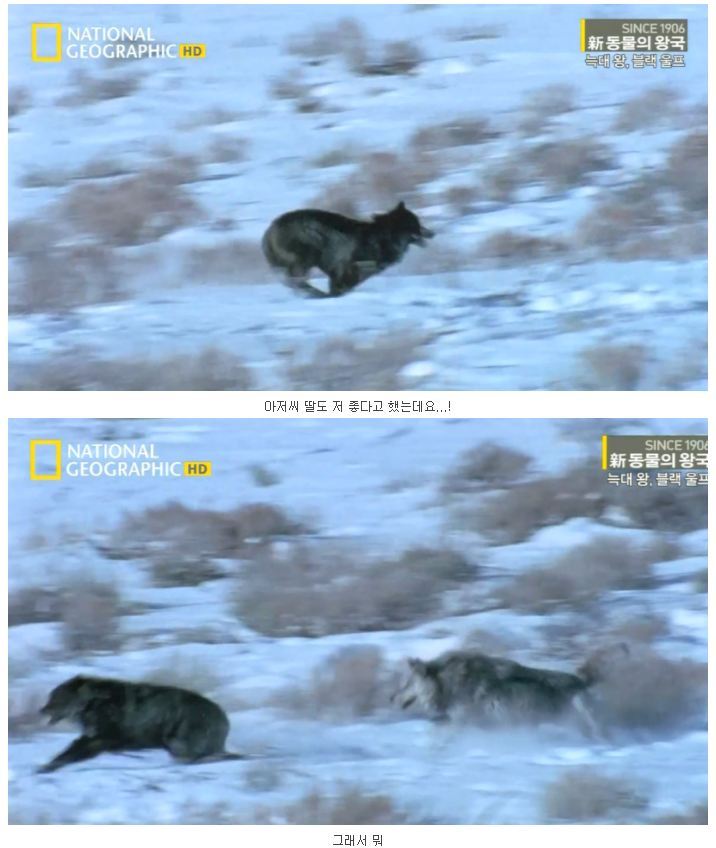 떠돌이 검은늑대 | 인스티즈