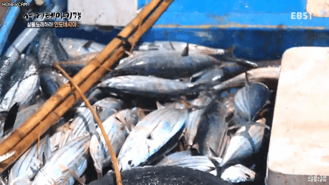 인도네시아의 참치 잡이 | 인스티즈