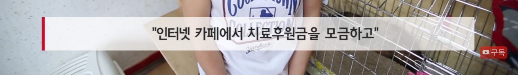 마산 애니멀 호더에게서 구조한 50여마리의 고양이들에게 손길을 내밀어주세요! 곧 쉼터가 폐쇄되어 아이들이 갈 곳이 없습니다 | 인스티즈