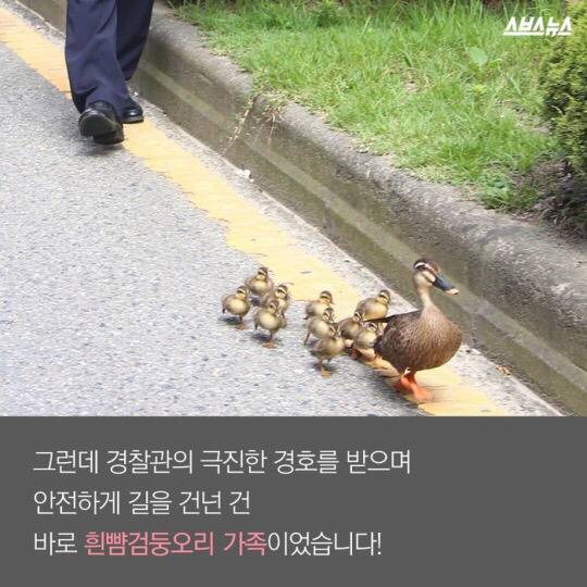 도로를 건너 긴 여정을 떠나는 아기오리와 엄마오리 가족 (심장 폭행) .jpg | 인스티즈