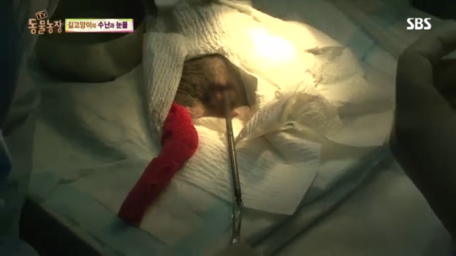 고양이에게 화살 쏜 남자 (이거보면 빡쳐서 잠 못잠) | 인스티즈