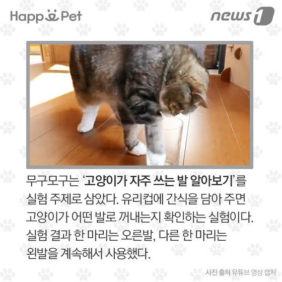 우리 개·고양이는 왼발잡이? 오른발잡이? | 인스티즈