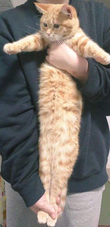 강아지 스트레칭을 고양이에게 시켜보았다.jpg | 인스티즈