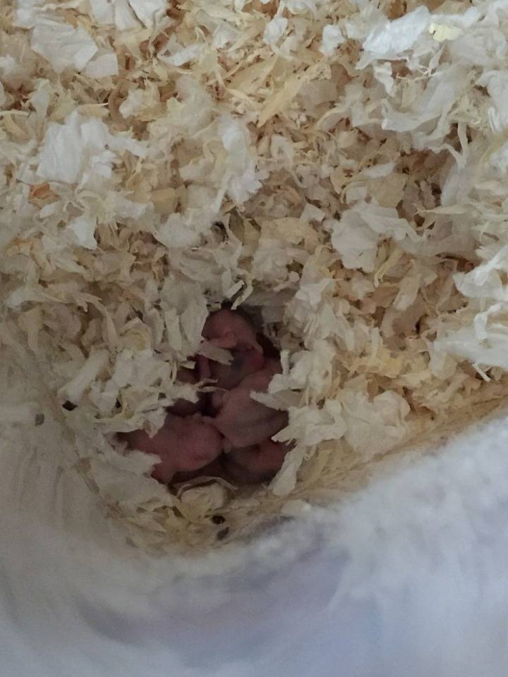 아기 햄스터들의 성장 과정 | 인스티즈