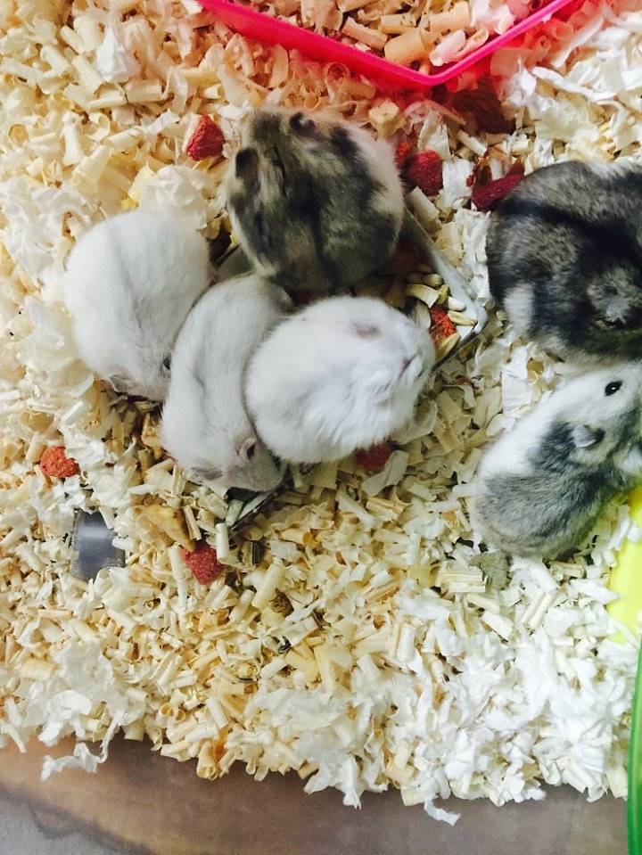 아기 햄스터들의 성장 과정 | 인스티즈