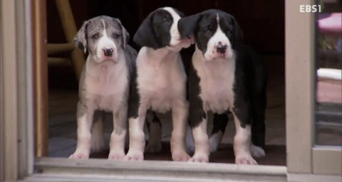 댕댕이와함께보는 댕댕 아깽 힐링영상 ＜야옹멍멍 귀여워-쑥쑥자라는 아기들＞ | 인스티즈