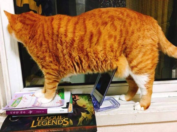 냐옹이의 뱃살때문에 생긴 일.jpg | 인스티즈