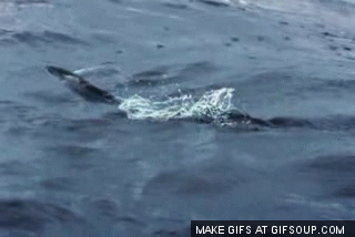 생선주의) 가까이서 찍은 날치.jpg | 인스티즈