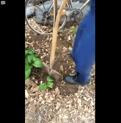 고양이 생매장하는 경비원.gif (혐오주의) | 인스티즈