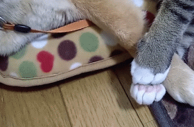 시바견과 고양이 | 인스티즈