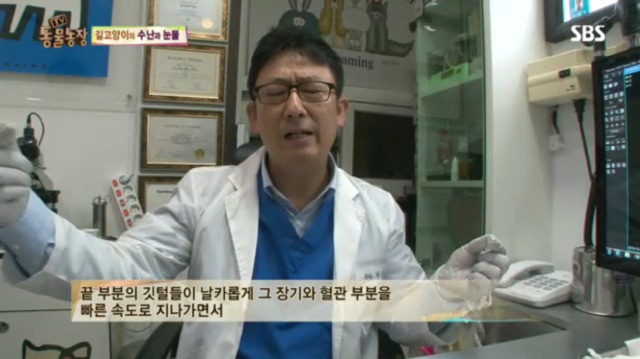 고양이에게 화살 쏜 남자 (이거보면 빡쳐서 잠 못잠) | 인스티즈