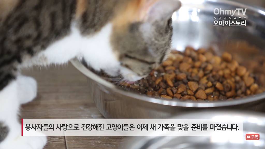 마산 애니멀 호더에게서 구조한 50여마리의 고양이들에게 손길을 내밀어주세요! 곧 쉼터가 폐쇄되어 아이들이 갈 곳이 없습니다 | 인스티즈