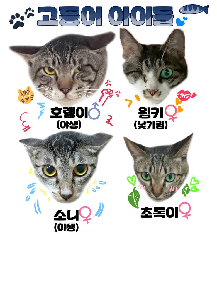 마산 애니멀 호더에게서 구조한 50여마리의 고양이들에게 손길을 내밀어주세요! 곧 쉼터가 폐쇄되어 아이들이 갈 곳이 없습니다 | 인스티즈