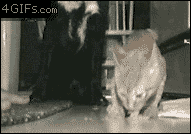 [데이터주의] 동물 움짤 .GIF | 인스티즈