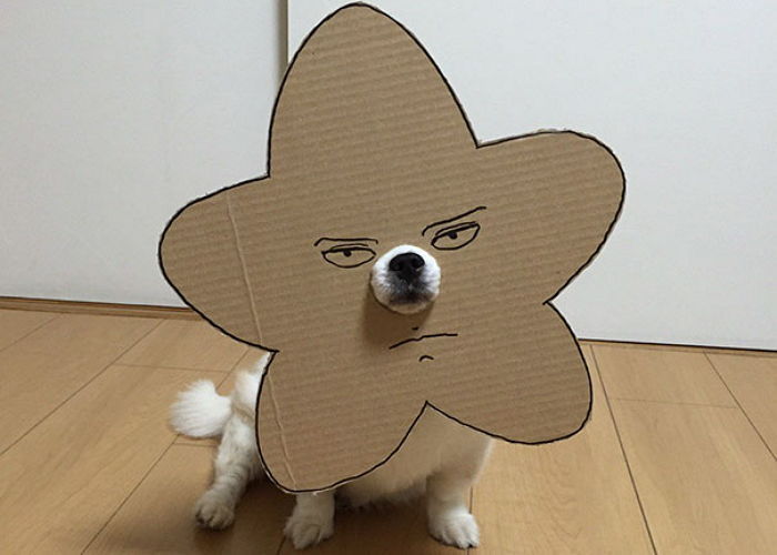 라면상자로 코스프레 당하는 강아지 | 인스티즈