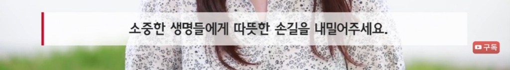 마산 애니멀 호더에게서 구조한 50여마리의 고양이들에게 손길을 내밀어주세요! 곧 쉼터가 폐쇄되어 아이들이 갈 곳이 없습니다 | 인스티즈