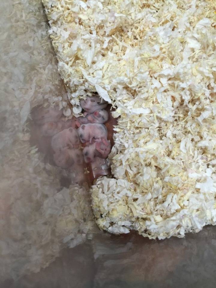 아기 햄스터들의 성장 과정 | 인스티즈